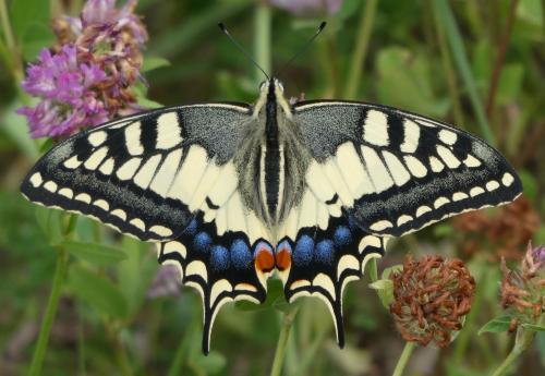 Réf. 235 914 : Papilio machaon